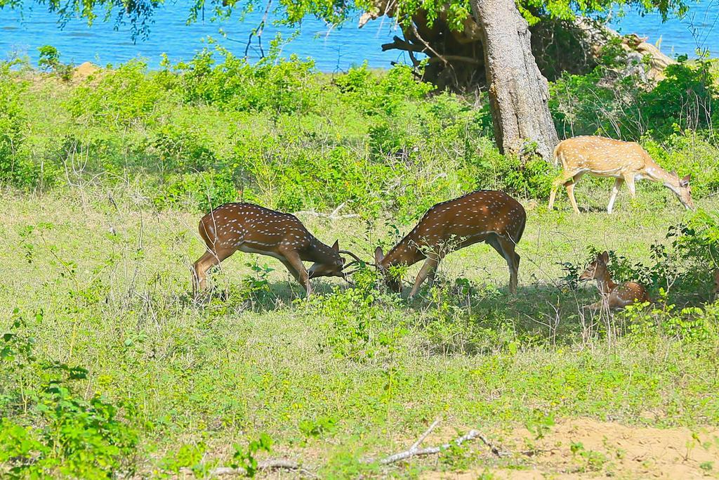 Shangri-Lanka Village Tissamaharama Luaran gambar